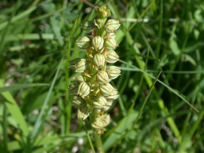 Puppenorchis_9785_92.jpg
