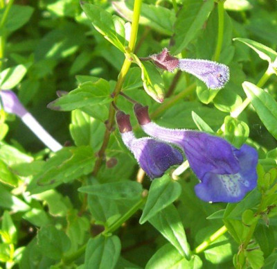 Juni_12_079_Scutellaria_Blute.jpg