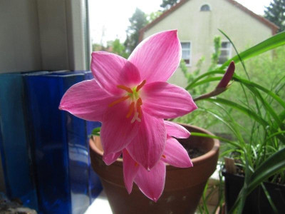 Zephyranthes_robustus_150512.jpg