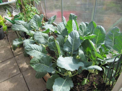 Kohlrabi_150512.jpg
