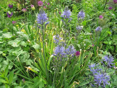 Camassia_und_Allium_150512.jpg