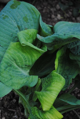 k-hosta_352.jpg