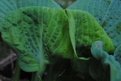k-hosta_353.jpg