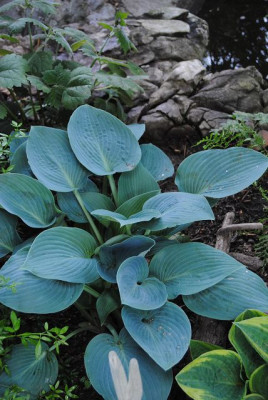 k-hosta_370.jpg