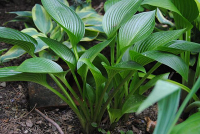 k-hosta_369.jpg