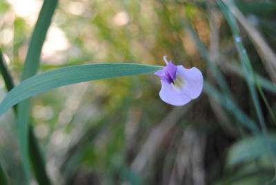 k-hosta_176.jpg