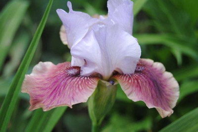 k-hosta_374.jpg