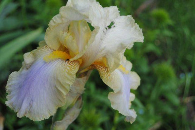 k-hosta_320.jpg