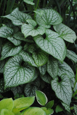 k-hosta_360.jpg