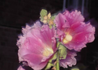 Alcea.jpg