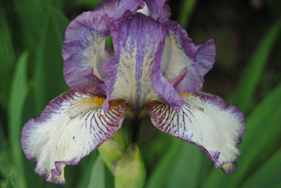 k-hosta_380.jpg