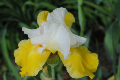 k-hosta_318.jpg