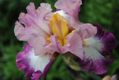 k-hosta_337.jpg