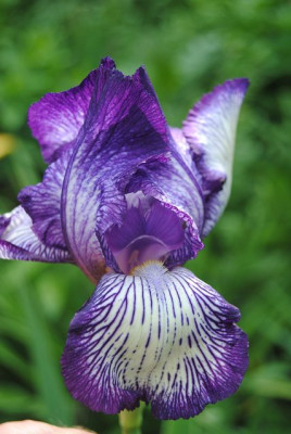 k-hosta_339.jpg