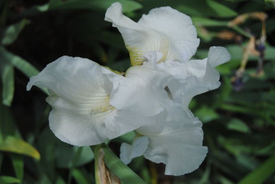 k-hosta_322.jpg