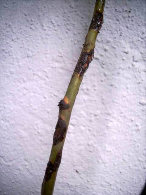 Kranke_Rose.JPG