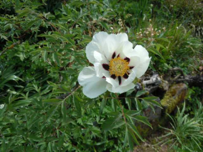 Strauchpfingstrosen_120515_Garteneinblicke_P_delavayi_samling_002.JPG