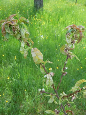 Strauchpfingstrosen_120515_Garteneinblicke_P_delavayi_samling_033.JPG
