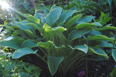k-hosta_165.jpg