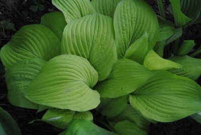 k-hosta_355.jpg