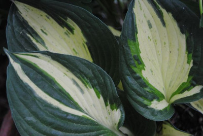 k-hosta_372.jpg