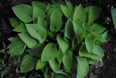k-hosta_366.jpg