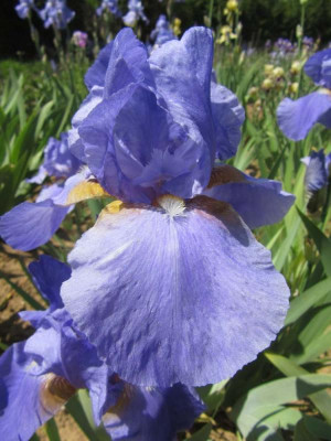 el_Tyrolean_Blue.jpg