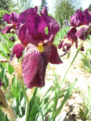 Red_Orchid.jpg