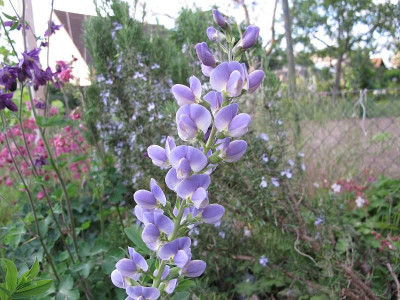 baptisia_starlite_80.jpg