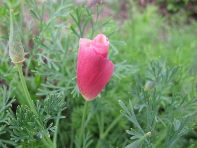 eschscholzia_13.5.15_80.jpg