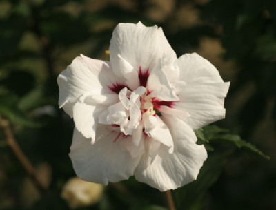 hibiscus_syriacus_lady_stanley_2379.jpg