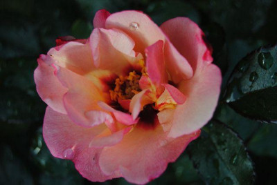 k-iris_031.jpg