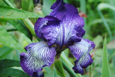 k-iris_084.jpg
