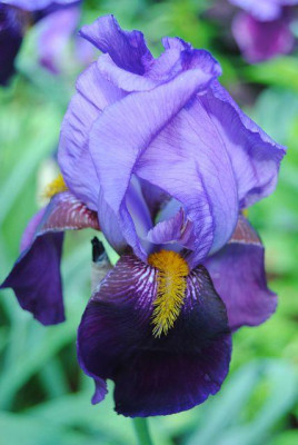 k-iris_004.jpg
