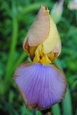 k-iris_009.jpg