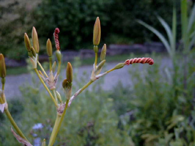 SIMG8694.JPG