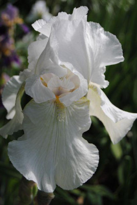k-iris_023.jpg