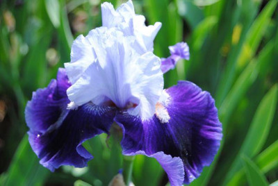 k-iris_022.jpg