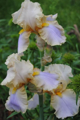 k-iris_064.jpg