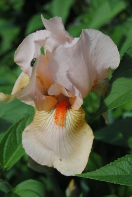 k-iris_029.jpg