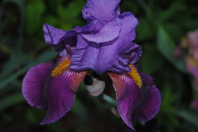 k-iris_074.jpg