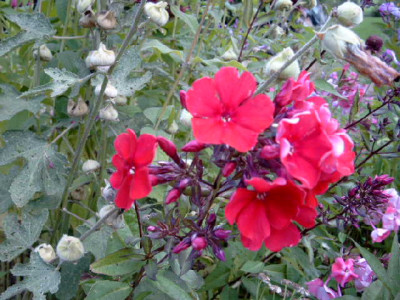 SIMG8668.JPG
