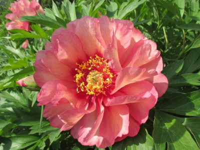 Paeonia_Hillary_20150514.jpg