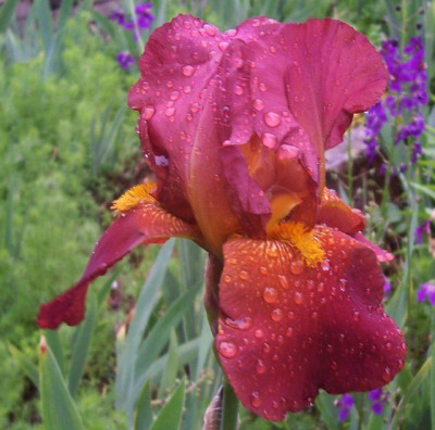 100_5605_Fuchsjagd.jpg