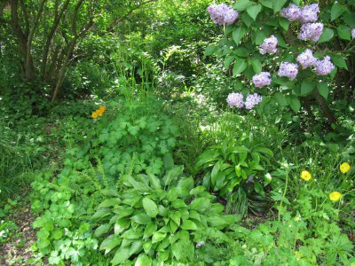 Schattenbeet_MGP_150515.jpg