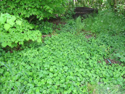 Alles_Veilchen_oder_was_150515.jpg