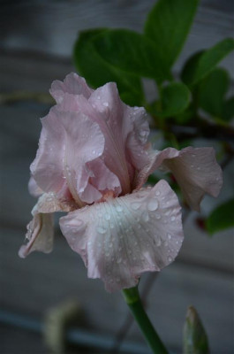 D1458_Medium.JPG