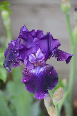 D1459_Medium.JPG