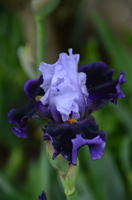 D1460_Medium.JPG