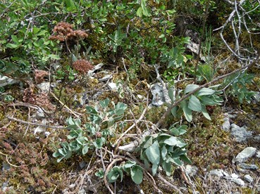 sedum_telephium_welk.JPG